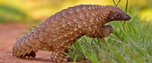 The Pangolin