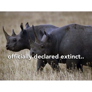 West African Rhino extinct